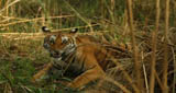 Corbett